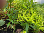 Penstemon Burgundy Perennial Plants 3 Pack - 5cm Plants For Sale FREE P&P