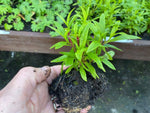 Penstemon Purple Bedder Perennial x 3 Pack - 7cm Plants For Sale FREE P&P