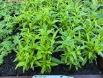 Penstemon Purple Bedder Perennial x 3 Pack - 7cm Plants For Sale FREE P&P