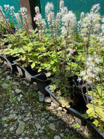 Tiarella Spring Symphony Perennials x 5 Pack - 5cm Plug Plants For Sale FREE P&P