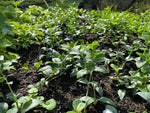 Vinca minor 'White' x 5 Pack - 5cm Plug Plants For Sale