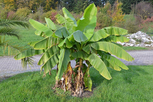 Musa Basjoo - How to Grow Guide