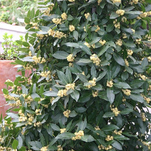Laurus nobilis (Bay, Kitchen) - How to Grow
