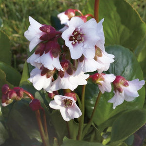 Bergenia 'Harzkristall' - How to Grow