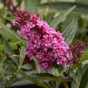 Buddleja Buzz 'Electro Pink' - Growing Guide
