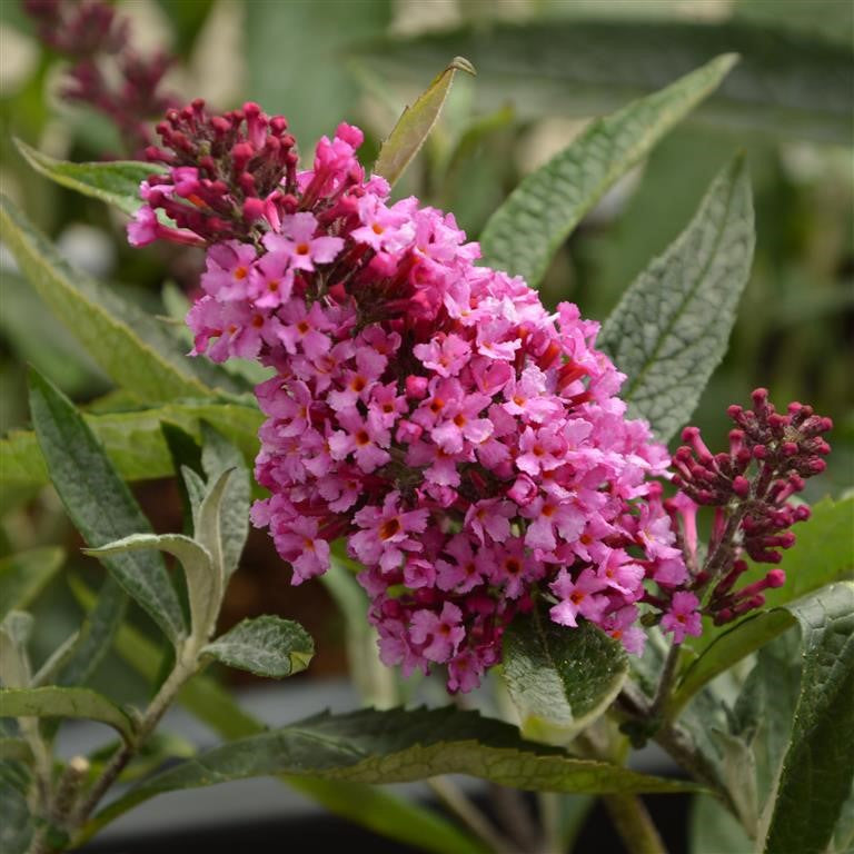 Buddleja Buzz 'Electro Pink' - A Delight for your Garden