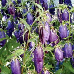 Campanula punctata 'Sarastro' - A Growing Guide