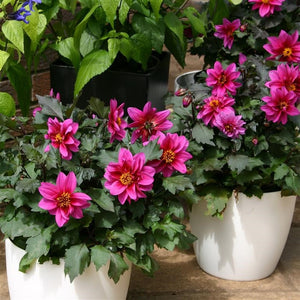 Dahlia Dreamy 'Kiss' - A beautiful addition to your Borders