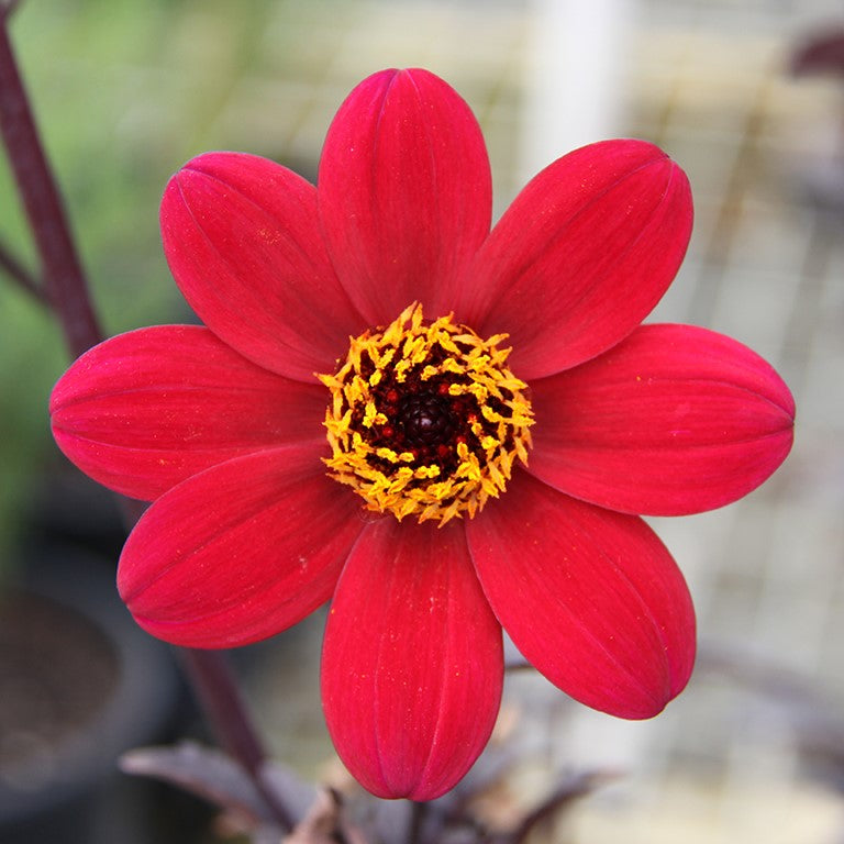 Dahlia Mystic 'Wonder' - A Lovely Garden Plant