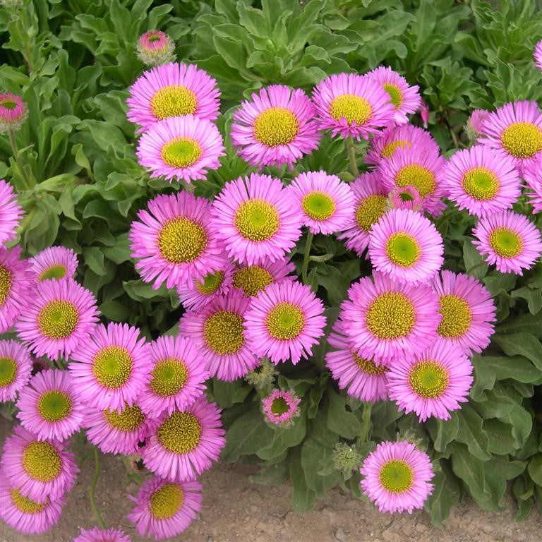 Erigeron 'Sea Breeze' - How to Grow