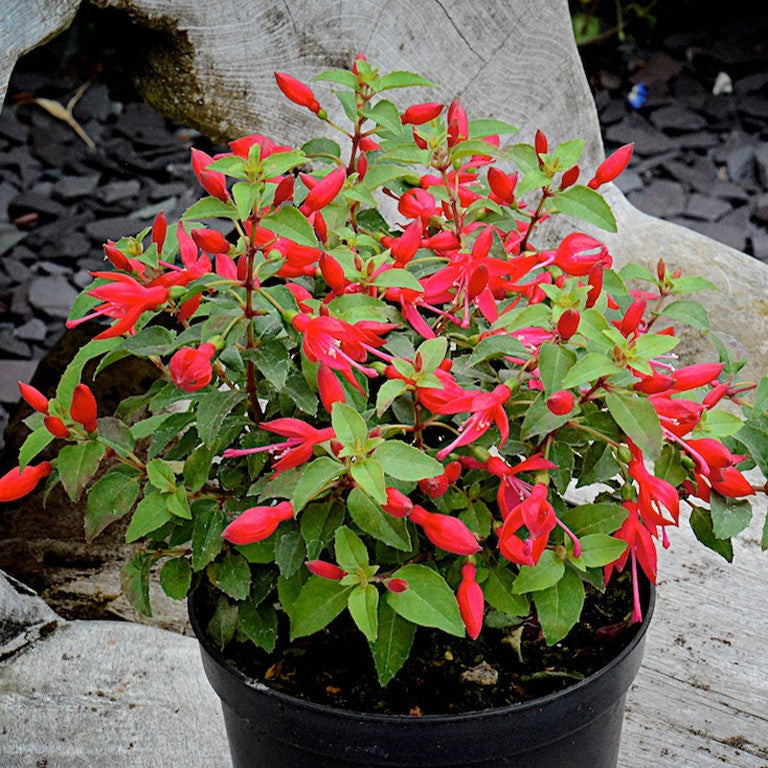 Fuchsia 'Chilli Red' - A Planting Must!