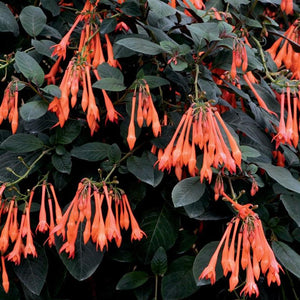 Fuchsia triphylla 'Thalia' - Growing Guide