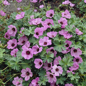 Geranium cinereum 'Ballerina' - A Growing Guide