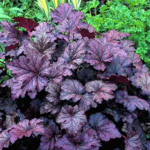 Heuchera 'Amethyst Mist' - The Heucheras are at it again!