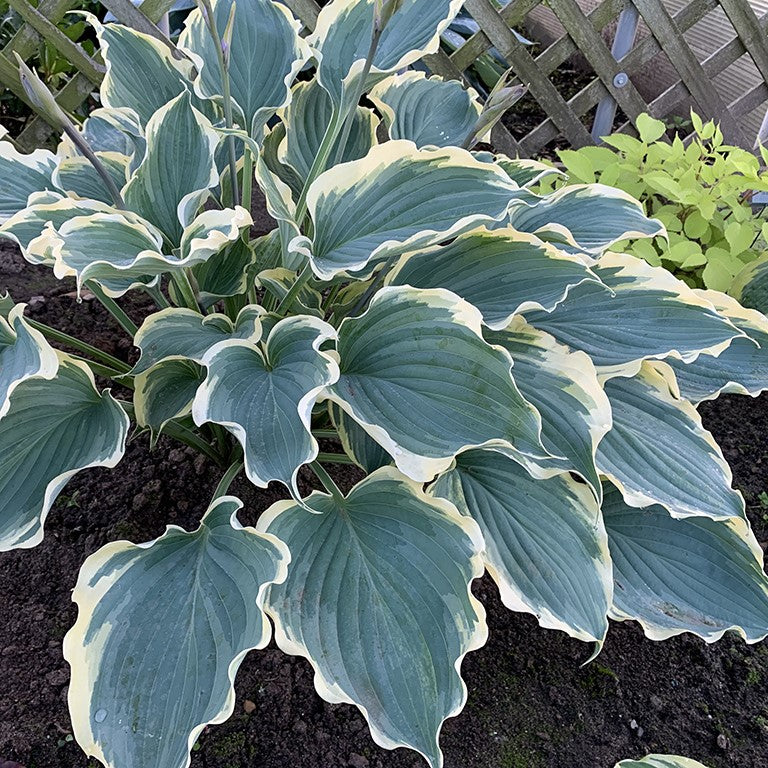 Hosta Shadowland 'Hope Springs Eternal' - Glorious Plant for your Garden