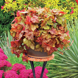 Heucherella 'Redstone Falls' - Growing Guide