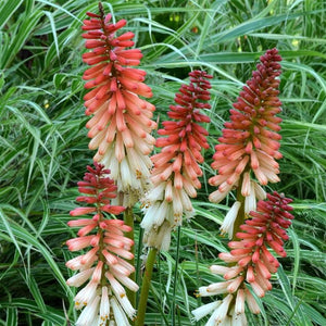 Kniphofia 'Orange Vanilla Popsicle' - A Beauty for any Garden Border