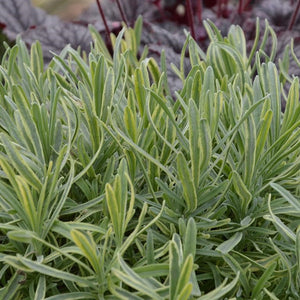 Lavandula angustifolia 'Platinum Blonde' - Herbs for your garden