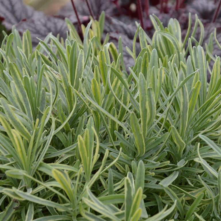 Lavandula angustifolia 'Platinum Blonde' - Growing Guide