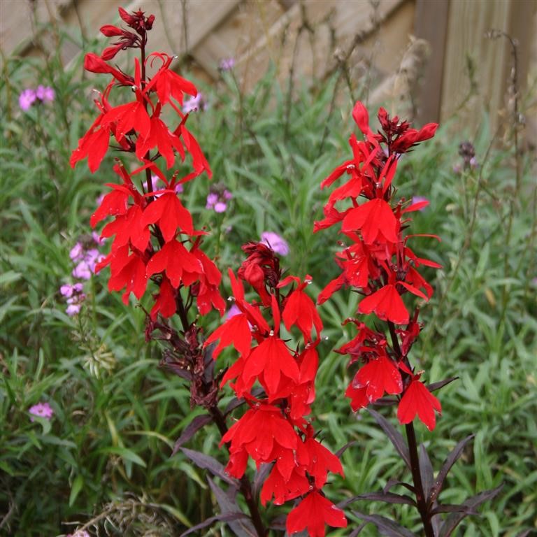 Lobelia fulgens 'Queen Victoria' (Elmfeuer) - Brilliant Perennial!