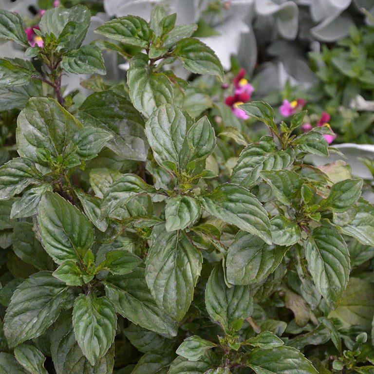 Mentha spicata 'Lamb Chops' (Mint) - Growing Guide