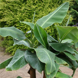 Musa 'Dwarf Cavendish' - A Great Garden Plant