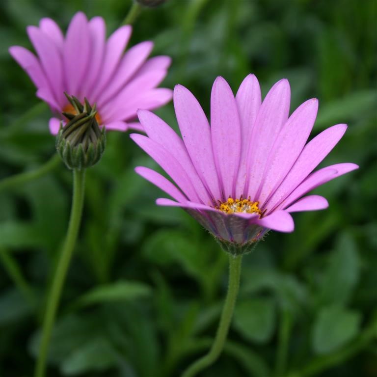 Osteospermum jucundum compactum - A Great Plant for your Garden