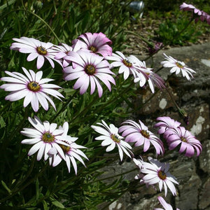 Osteospermum 'Lady Leitrim' - A Guide on how to grow.