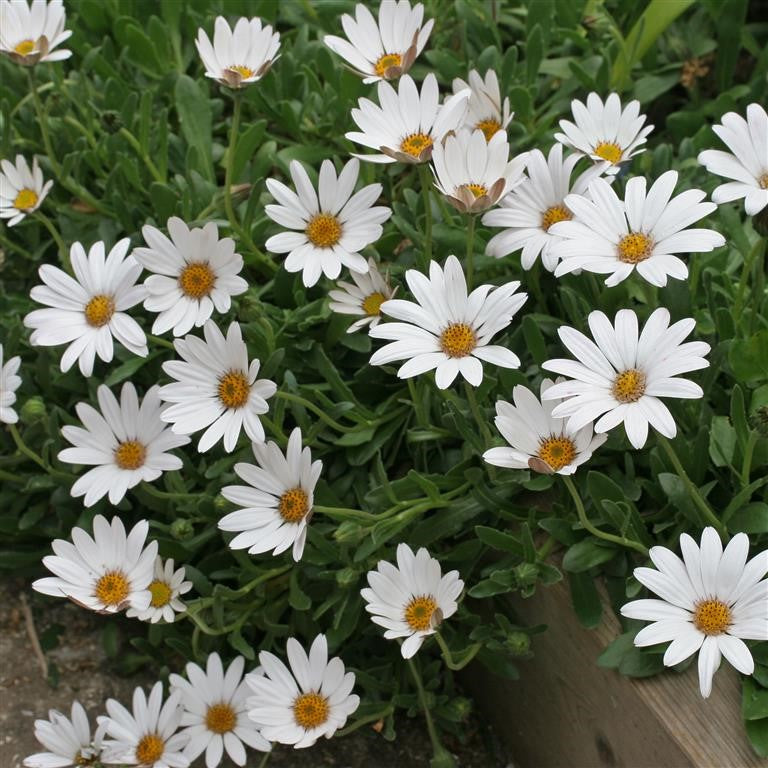 Osteospermum 'Snow Pixie' - Growing them in your garden