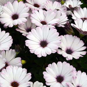 Osteospermum SummerSmile 'White'- Tremendous Plant for any border