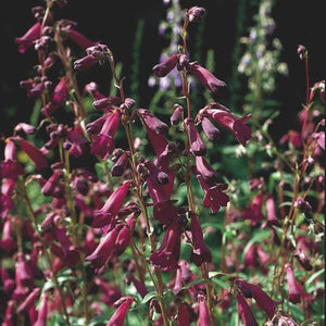 Penstemon 'Blackbird' - A Garden Classic