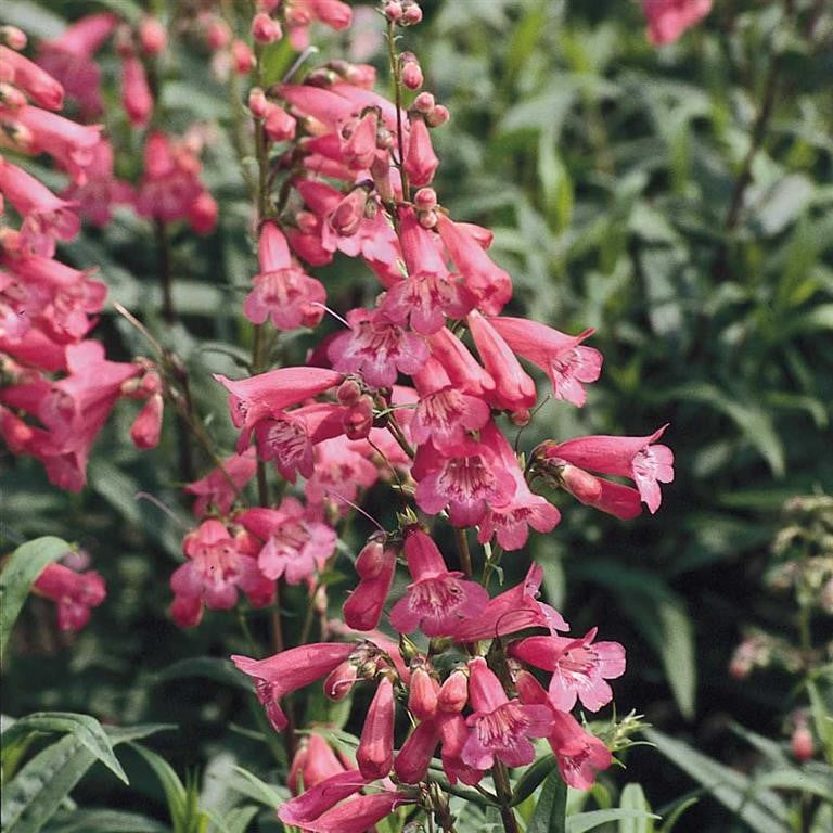 Penstemon 'Hewell's Pink' - Fantastic Plant for the Garden Border