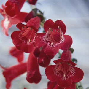 Penstemon 'King George' - A Great Border Plant