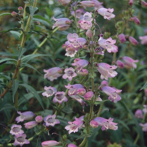 Penstemon 'Sour Grapes' - Growing Guide