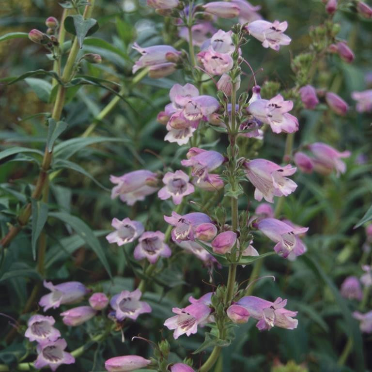 Penstemon 'Sour Grapes' - Perennial Plant for your Garden