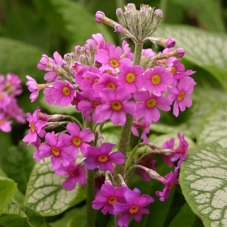 Primula beesiana - Growing Guide
