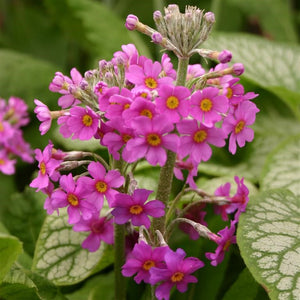 Primula beesiana - Growing Guide