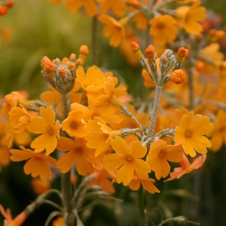 Primula chungensis - Growing Guide