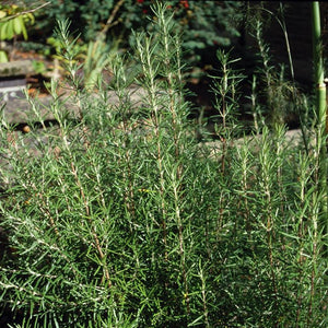 Rosmarinus officinalis 'Miss Jessopp’s Upright' (Rosemary) - A Fantastic Herb