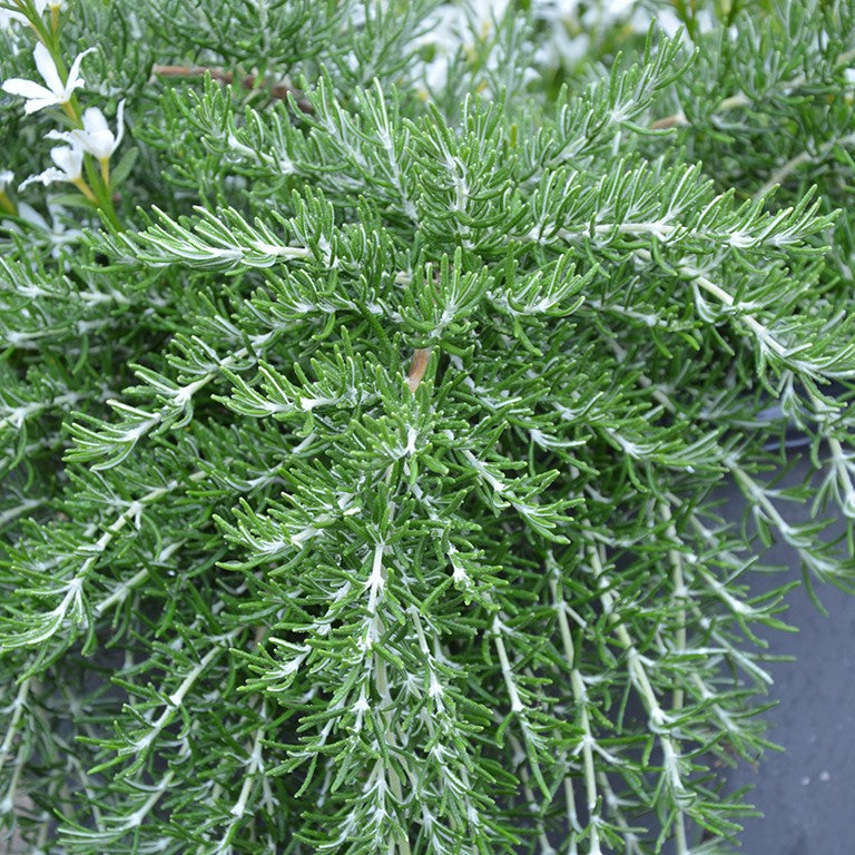 Rosemary 'Roman Beauty' - Growing in your Garden