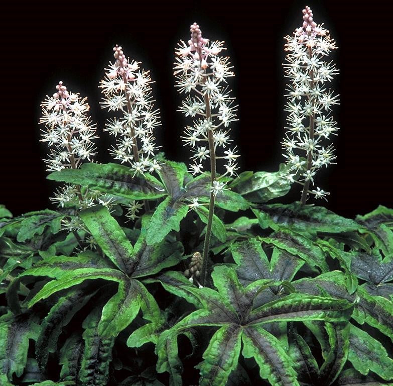 The Tiarella Iron Butterfly