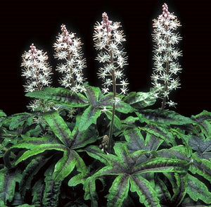 The Tiarella Iron Butterfly