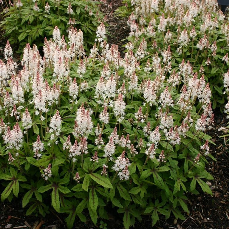 Tiarella 'Spring Symphony' - A Wonderful plant for your Garden