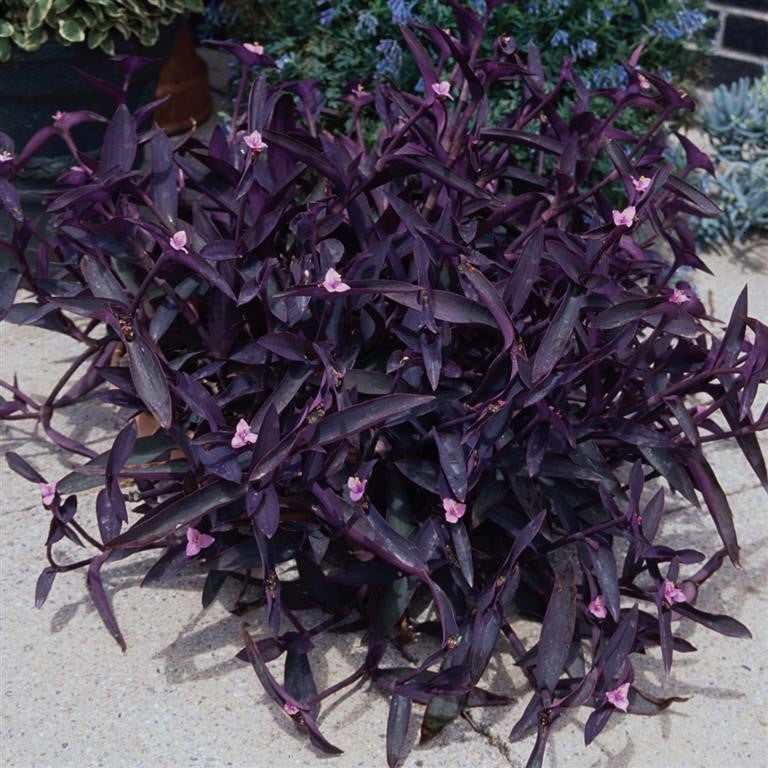 Tradescantia 'Purple Sabre' - A Great Plant