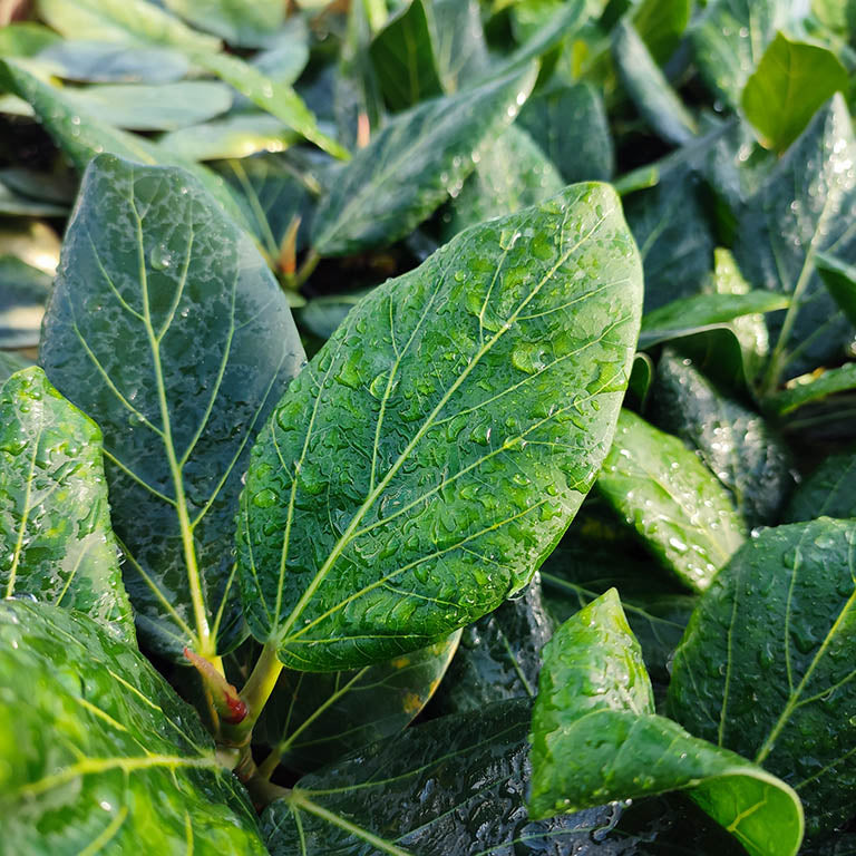 Ficus 'Audrey' - A Growing Guide