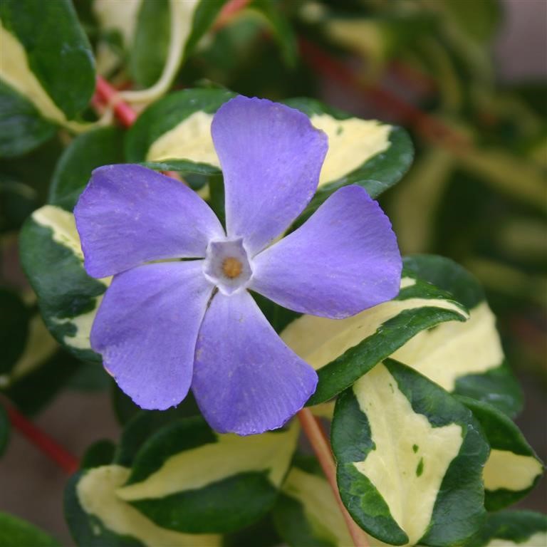 Vinca major 'Wojo's Gem' - A Garden Cracker