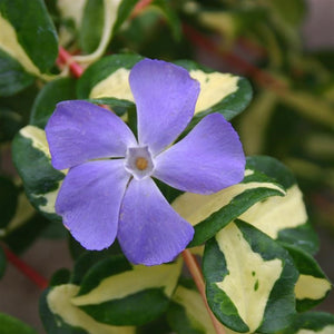 Vinca major 'Wojo's Gem' - A Garden Cracker