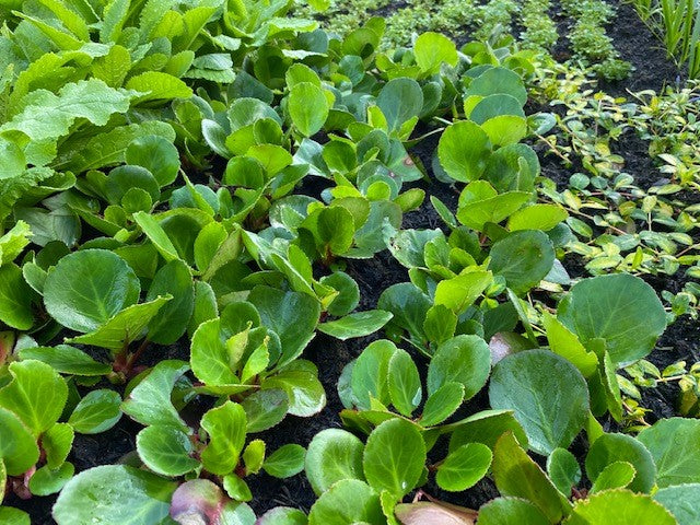 Bergenia: The Bold, Beautiful Groundcover