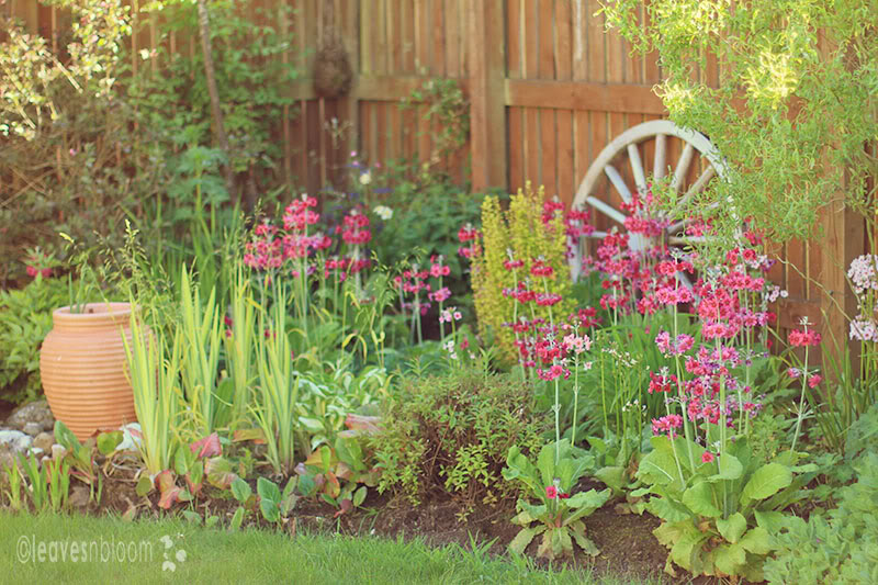 Primula Candelabras in your garden.