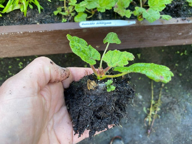 Gunnera Manicata (Cryptica) The bold and the Beautiful